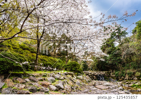 仁反田川砂防親水公園の桜【長崎県諫早市】 仁反田川砂防親水公園の桜【長崎県諫早市】 125435857