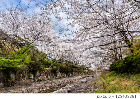 仁反田川砂防親水公園の桜【長崎県諫早市】 125435861