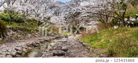 仁反田川砂防親水公園の桜　パノラマ【長崎県諫早市】 125435868