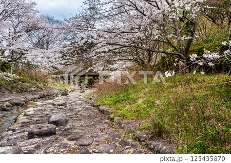 仁反田川砂防親水公園の桜【長崎県諫早市】 125435870