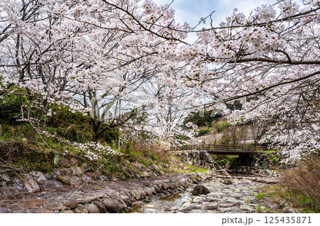 仁反田川砂防親水公園の桜【長崎県諫早市】 仁反田川砂防親水公園の桜【長崎県諫早市】 125435871