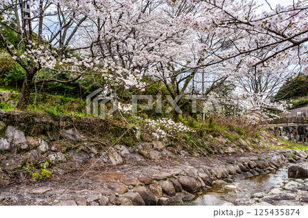 仁反田川砂防親水公園の桜【長崎県諫早市】 125435874