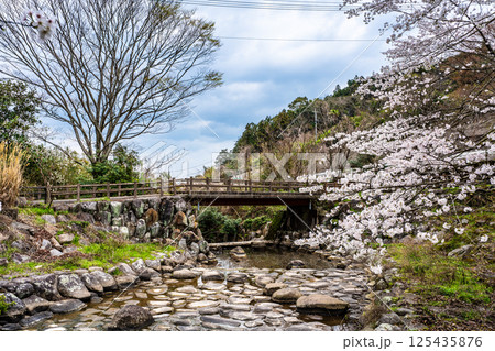 仁反田川砂防親水公園の桜【長崎県諫早市】 仁反田川砂防親水公園の桜【長崎県諫早市】 125435876