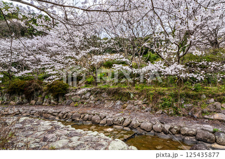仁反田川砂防親水公園の桜【長崎県諫早市】 125435877