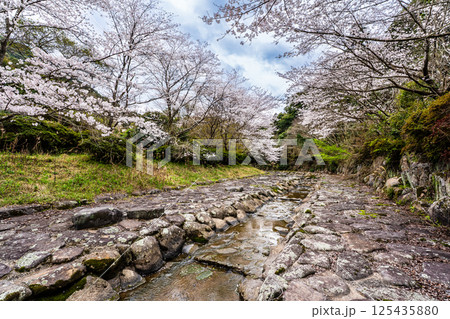 仁反田川砂防親水公園の桜【長崎県諫早市】 仁反田川砂防親水公園の桜【長崎県諫早市】 125435880
