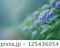 雨粒きらめく紫陽花クローズアップ・梅雨のしっとり背景 125436054