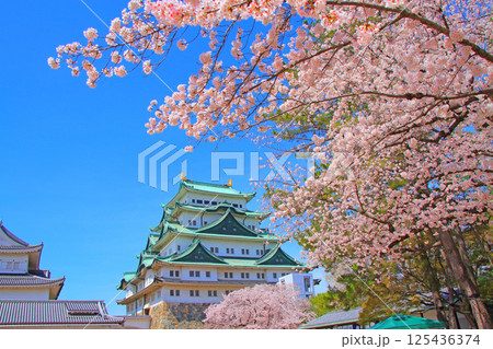 愛知県名古屋市、満開の桜と名古屋城の風景 125436374