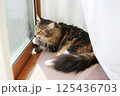 窓辺で外を見つめるメインクーンの成猫 125436703