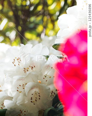 花色の境界線 花色の境界線 125436896