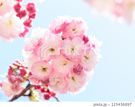 空に浮かぶ桜のブーケ 空に浮かぶ桜のブーケ 125436897