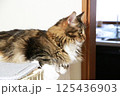 一点を見つめるメインクーンの成猫 125436903
