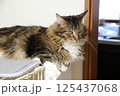 一点を見つめるメインクーンの成猫 125437068
