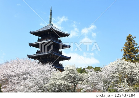 【岡山県】桜咲く春の備中国分寺（桜と五重塔） 125437194
