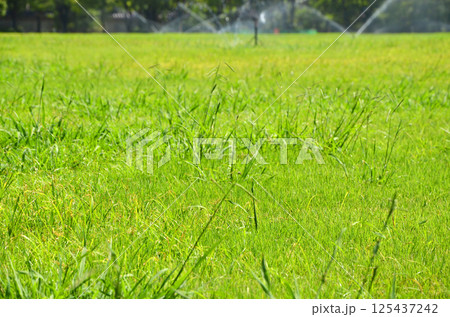 散水中の芝生（大阪城　西の丸庭園） 125437242