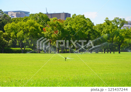 スプリンクラーによる芝生への水やり(大阪城 西の丸庭園) スプリンクラーによる芝生への水やり(大阪城 西の丸庭園) 125437244