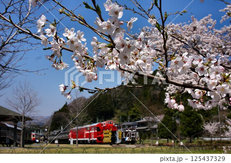 鉄道の苑に咲き誇る"桜" … 春爛漫の『碓氷峠鉄道文化むら』 125437329
