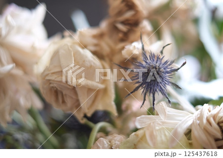 Beautiful dead, dying flowers, shallow depth of field. Unedited images of dead flowers in muted colour, looks happy and sad but always beautiful. 125437618