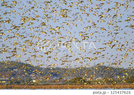 印旛沼のトモエガモの大群 印旛沼のトモエガモの大群 125437628