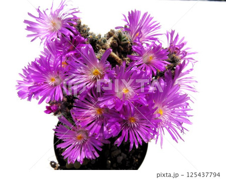 紫晃星　開花 125437794