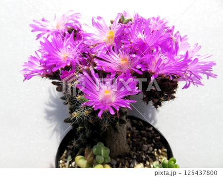 紫晃星 開花 紫晃星 開花 125437800