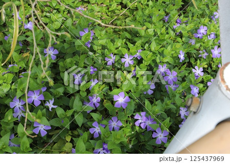 春の庭に咲く薄紫色のツルニチニチソウの花 春の庭に咲く薄紫色のツルニチニチソウの花 125437969