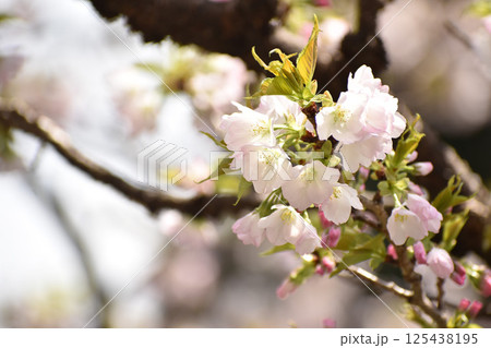 ふちがほんのりピンクの苔清水 125438195