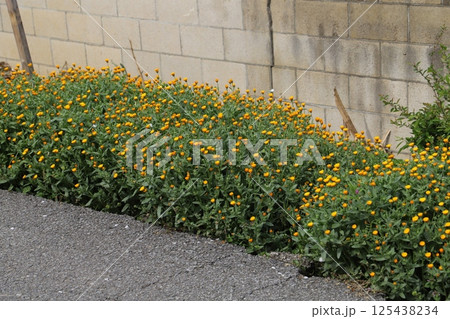 早春の道端に咲くホンキンセンカ（冬知らず）のオレンジ色の小さい花 125438234