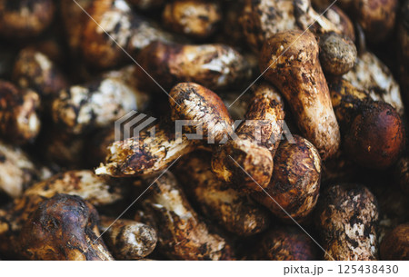 Wild Tricholoma matsutake mushroom in China Wild Tricholoma matsutake mushroom in China 125438430