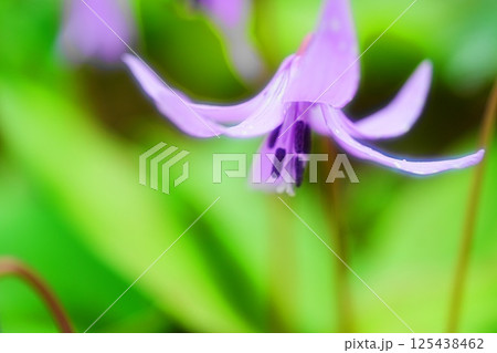 カタクリの花びら カタクリの花びら 125438462