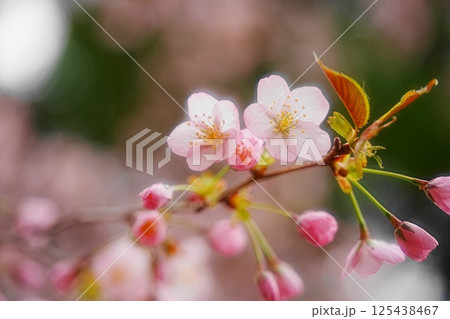 春の訪れを告げる桜 125438467