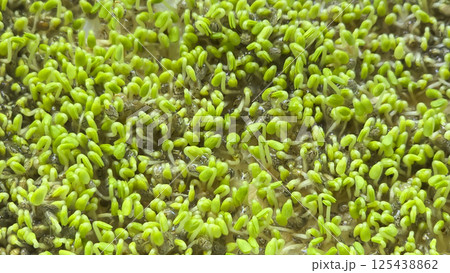 Microgreens. Growing Chia at Home. . Step-by-Step Instructions. Microgreens. Growing Chia at Home. . Step-by-Step Instructions. 125438862