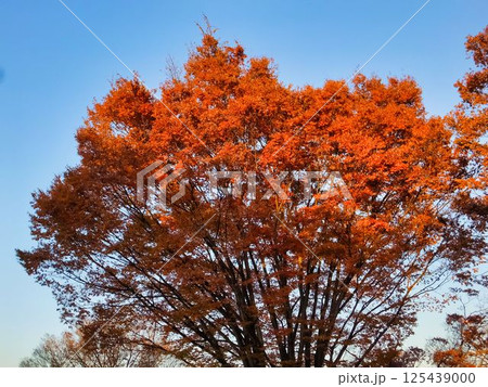 ケヤキの紅葉、素晴らしさ ケヤキの紅葉、素晴らしさ 125439000