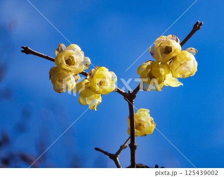 ソシンロウバイの花 青空に染まり ソシンロウバイの花 青空に染まり 125439002