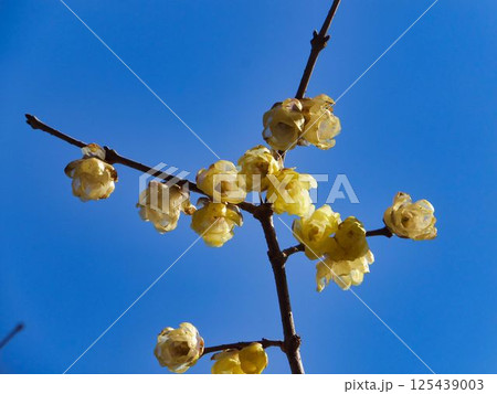 ソシンロウバイの花 1 125439003