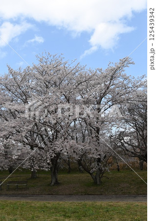満開になった桜の木 125439342