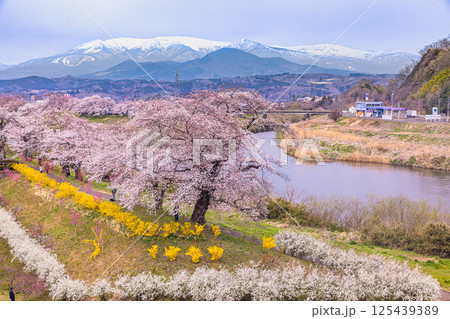 【宮城県_白石川堤一目千本桜】しばた千桜橋からの眺め 125439389
