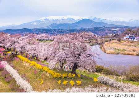 【宮城県_白石川堤一目千本桜】しばた千桜橋からの眺め 【宮城県_白石川堤一目千本桜】しばた千桜橋からの眺め 125439393