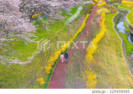 【宮城県_白石川堤一目千本桜】しばた千桜橋からの眺め 125439395