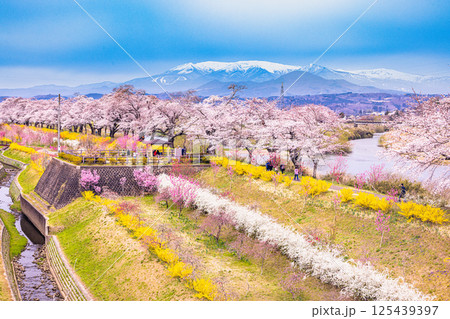 【宮城県_白石川堤一目千本桜】しばた千桜橋からの眺め 125439397
