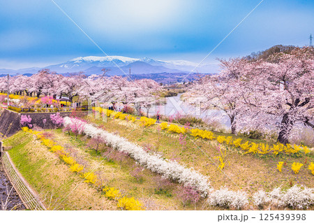 【宮城県_白石川堤一目千本桜】しばた千桜橋からの眺め 【宮城県_白石川堤一目千本桜】しばた千桜橋からの眺め 125439398