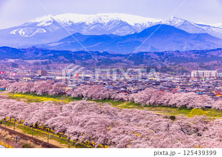 【宮城県_白石川堤一目千本桜】樅ノ木は残った展望デッキからの眺め 【宮城県_白石川堤一目千本桜】樅ノ木は残った展望デッキからの眺め 125439399