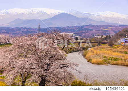 【宮城県_白石川堤一目千本桜】しばた千桜橋からの眺め 125439401