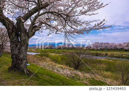 【宮城県_白石川堤一目千本桜】白石川堤からの眺め 125439403