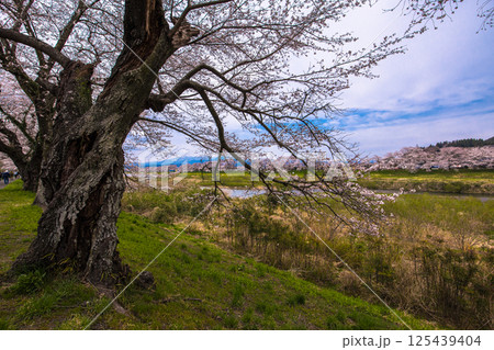 【宮城県_白石川堤一目千本桜】白石川堤からの眺め 125439404