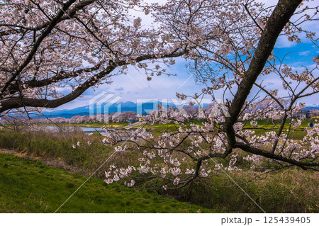 【宮城県_白石川堤一目千本桜】白石川堤からの眺め 【宮城県_白石川堤一目千本桜】白石川堤からの眺め 125439405