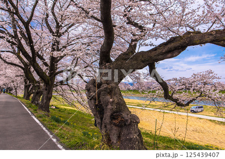 【宮城県_白石川堤一目千本桜】白石川堤からの眺め 125439407