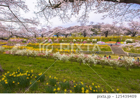 【宮城県_白石川堤一目千本桜】白石川千桜公園 125439409