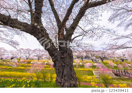 【宮城県_白石川堤一目千本桜】白石川堤からの眺め 【宮城県_白石川堤一目千本桜】白石川堤からの眺め 125439411