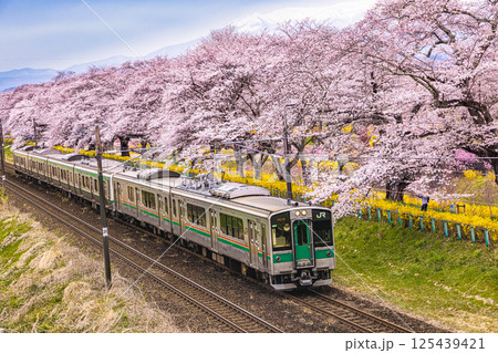 【宮城県_白石川堤一目千本桜】しばた千桜橋からの風景 125439421