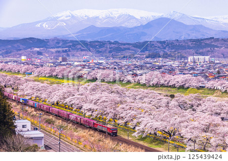 【宮城県_白石川堤一目千本桜】樅ノ木は残った展望デッキからの風景 125439424